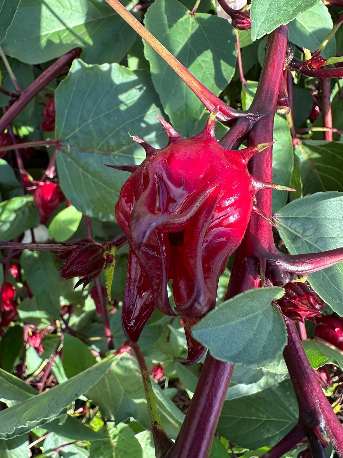 Premium Roselle Hibiscus